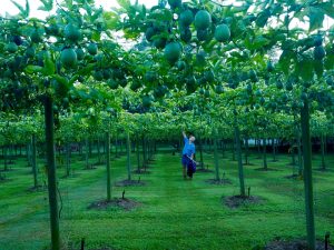 Anton Stretch In Vines